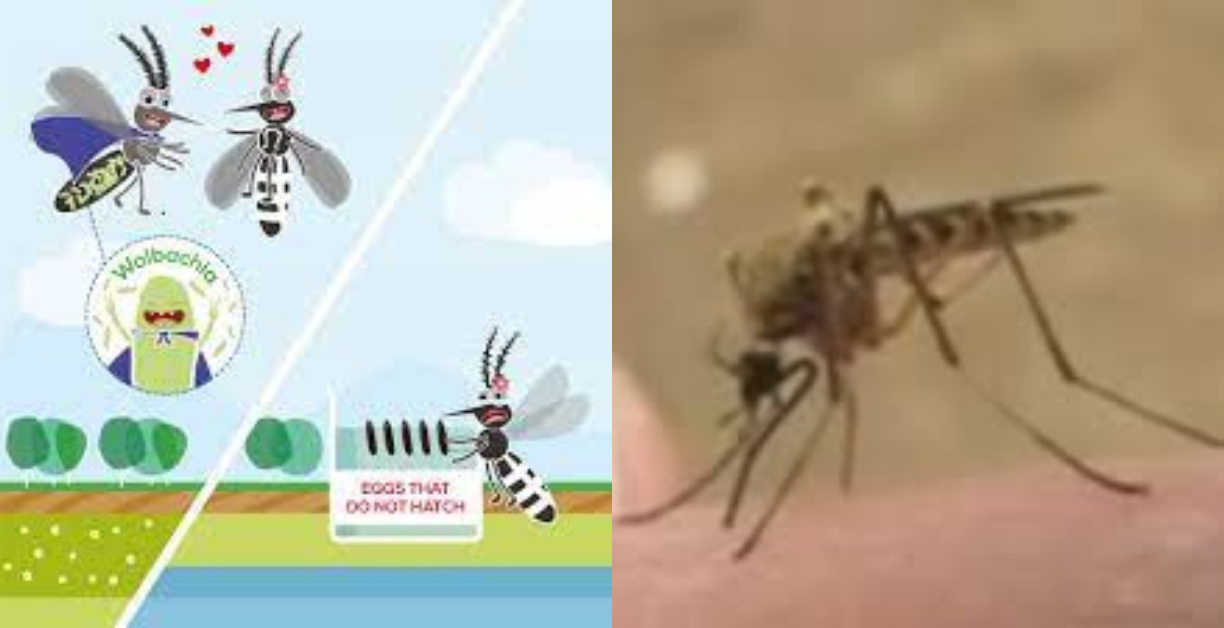 how high can mosquitoes fly