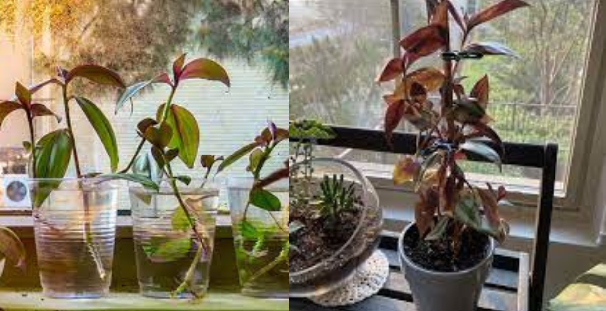 can wandering jew live in water forever