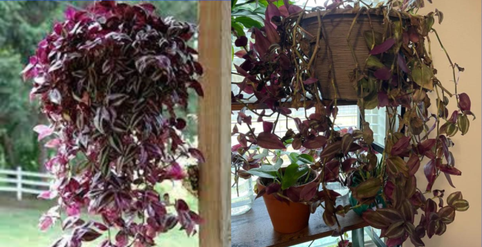 can wandering jew live in water forever