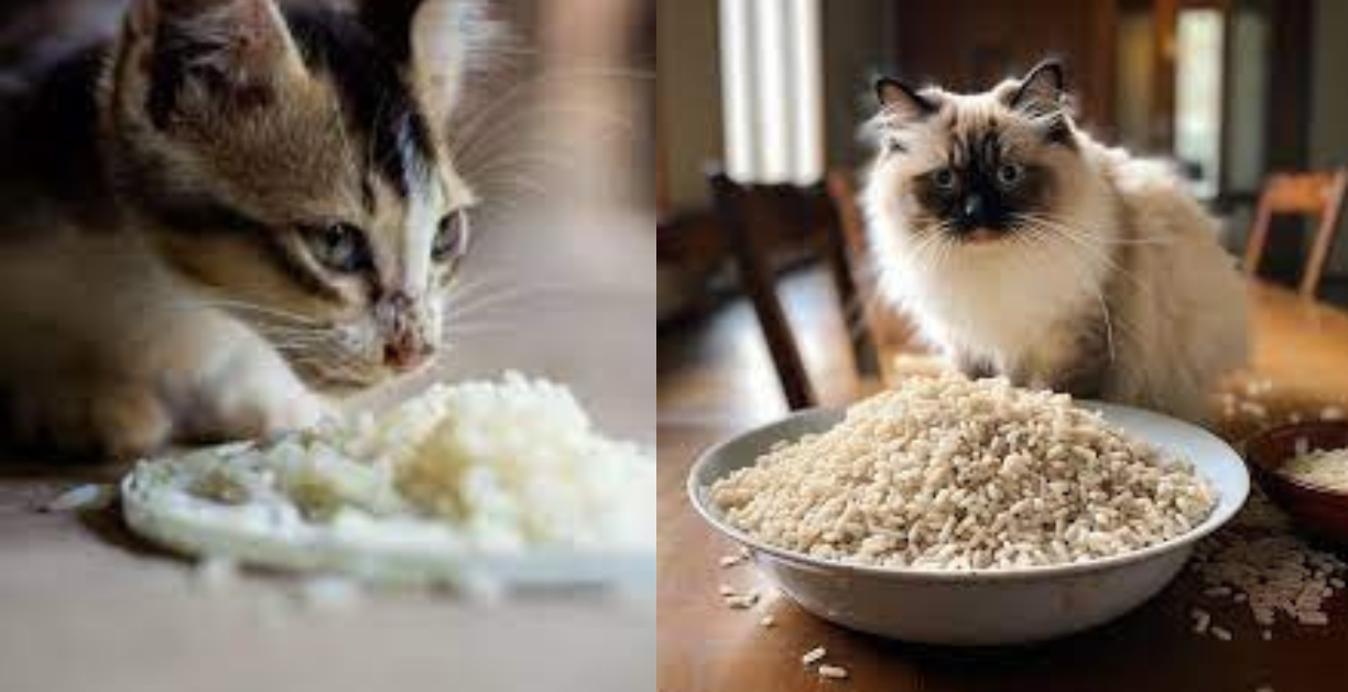 can cats eat rice cakes