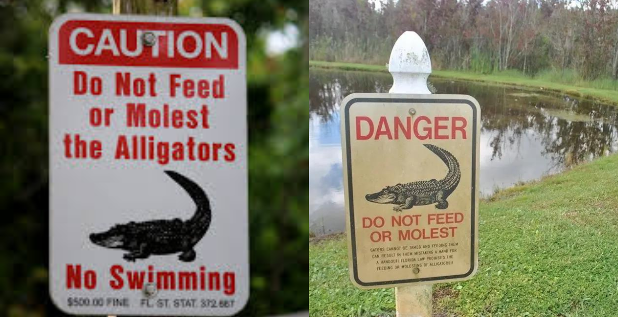 do not feed or molest alligators