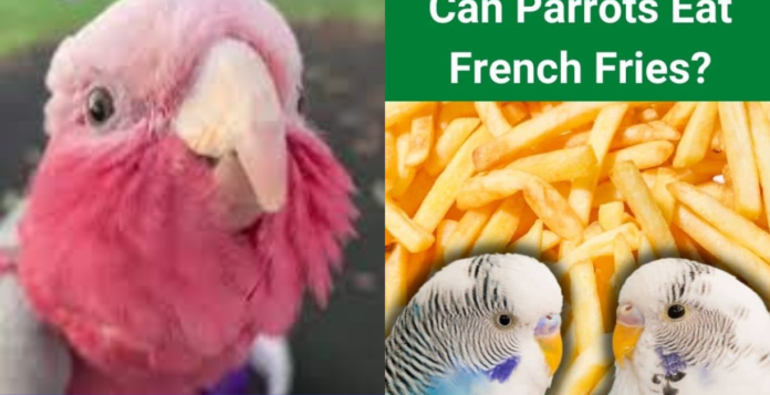 can birds eat french fries