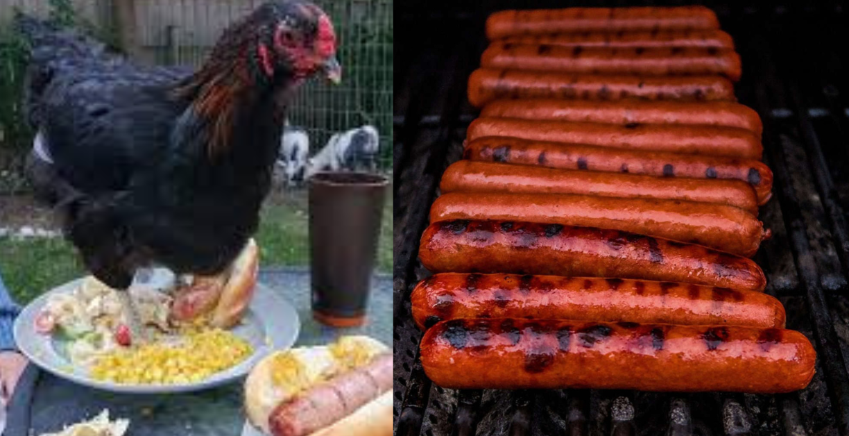 can chickens eat hot dogs