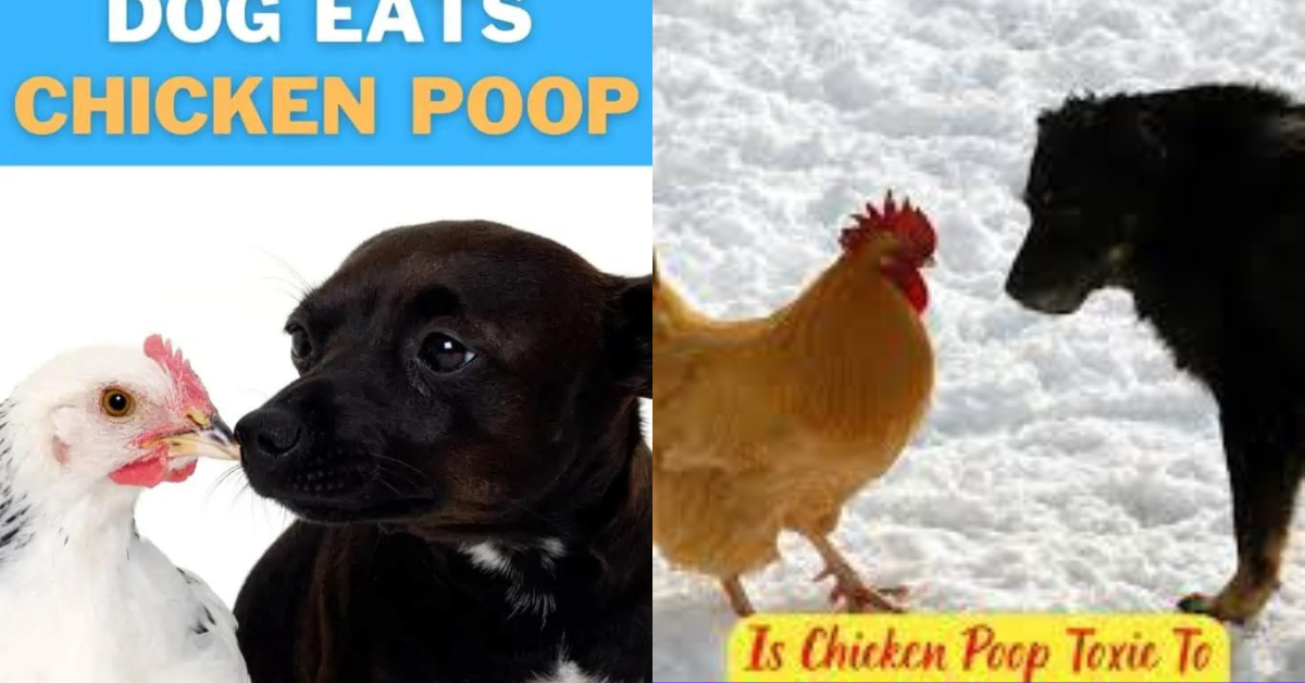 can chickens eat hot dogs