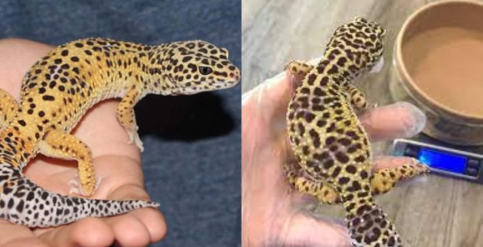 how long can a leopard gecko go without eating