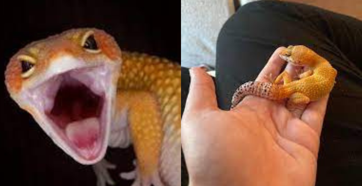 how long can a leopard gecko go without eating