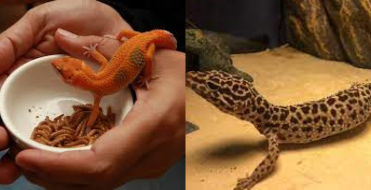 how long can a leopard gecko go without eating