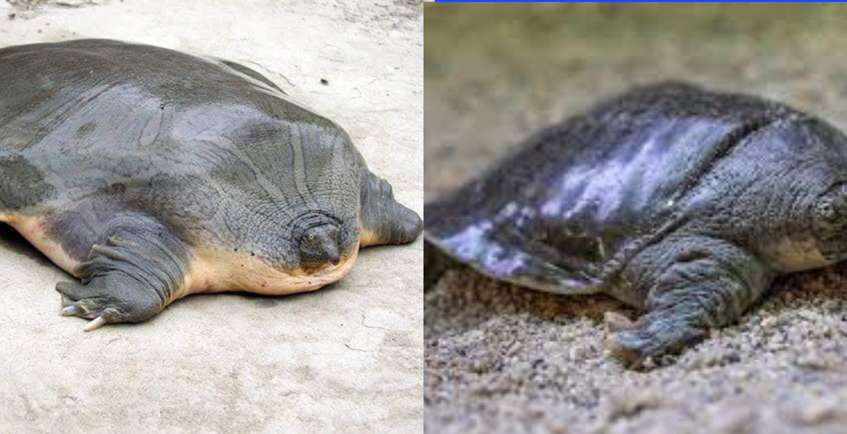 what do turtles look like without a shell 