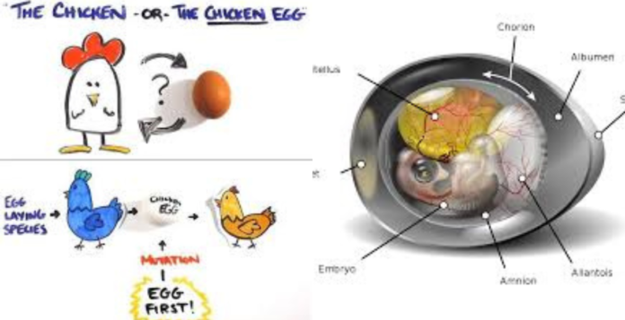 what came first the chicken or the egg scientific answer